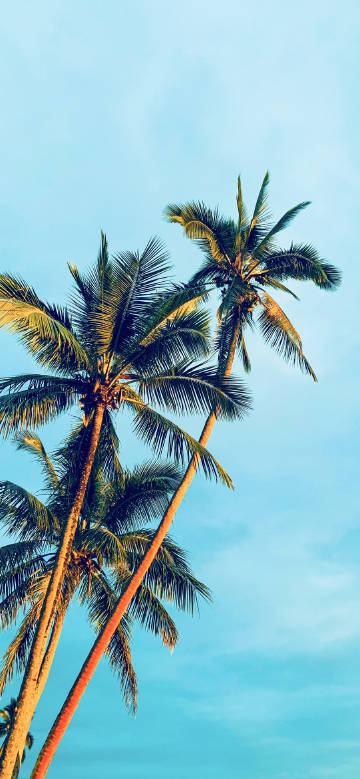 Tropical coconut trees under the clear sky
