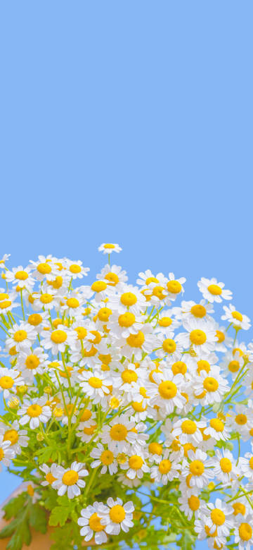 Fresh chamomile blooming under the blue sky