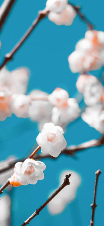 White flowers against the blue sky