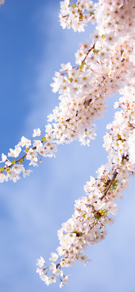 Romantic cherry blossoms under the blue sky