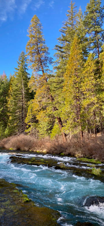 Scenery of forest stream under the blue sky