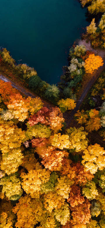 Overlooking the lakeside forest in the autumn