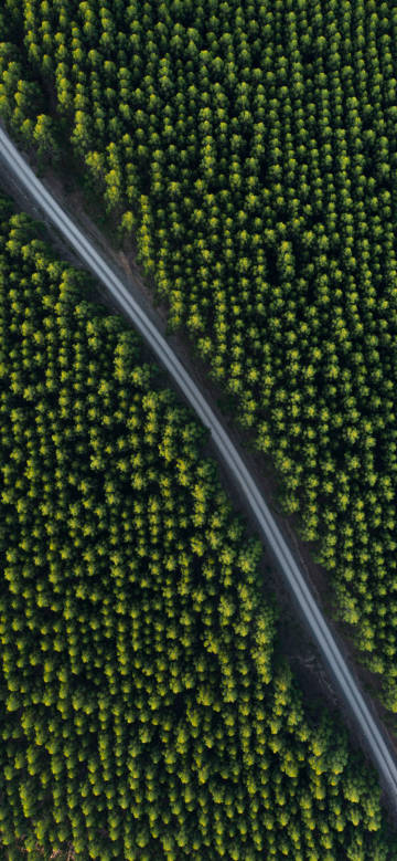 Overlooking the road deep in the green forest