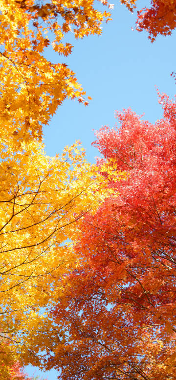 Gorgeous maple leaves under the autumn blue sky