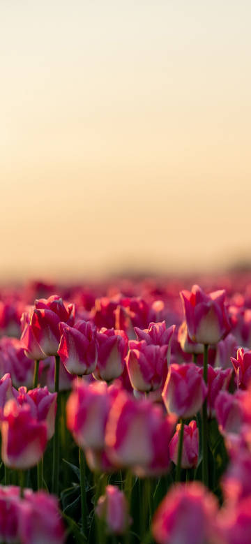 Enchanting tulips at dusk