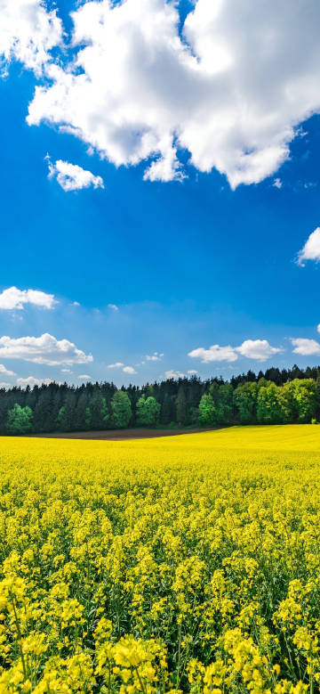 Golden flower sea under the blue sky