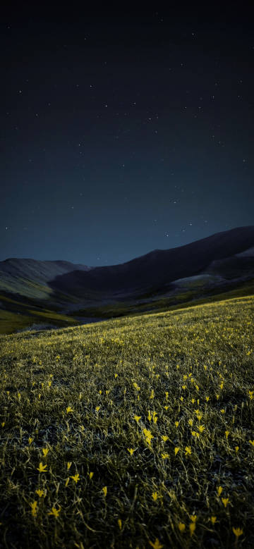 Golden flower field under the starry sky