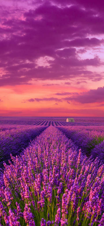 Lavender field under the dreamy purple glow