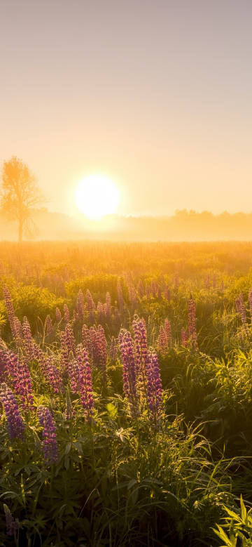 Purple flower field in the morning glow