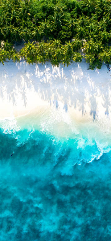 Coconut tree scenery on the seaside