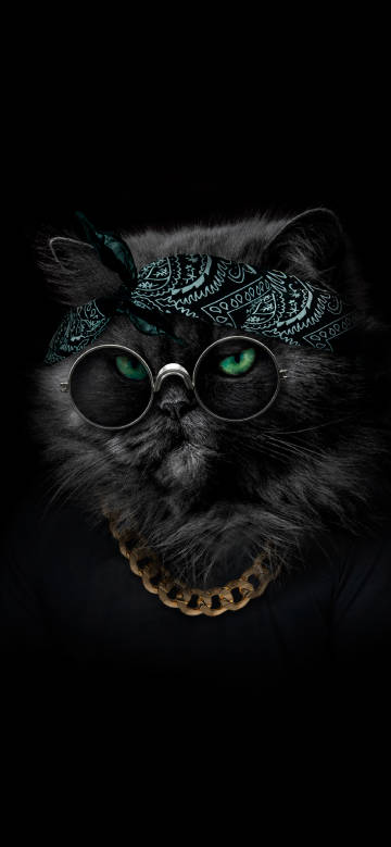 Black cat with gasses and bandana