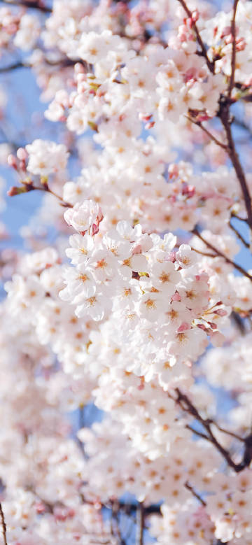 Pure cherry blossoms under Blue Sky