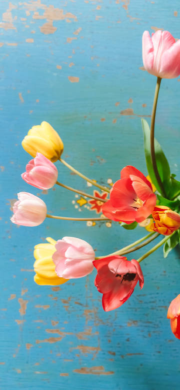 Colorful Tulips Blooming on a Blue Canvas