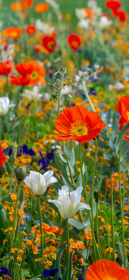 Gorgeous colors in a colorful flower field