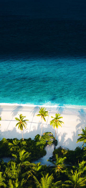 Sunny coconut grove by the sea