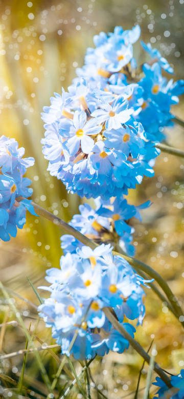 Blue flowers shining in the sunlight