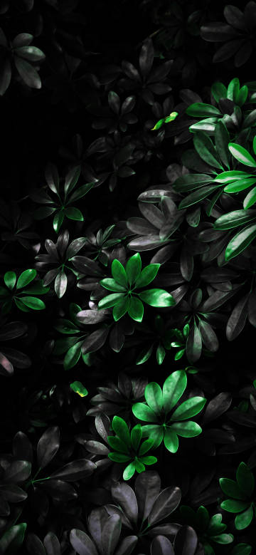 Beauty of leaves enveloped in night
