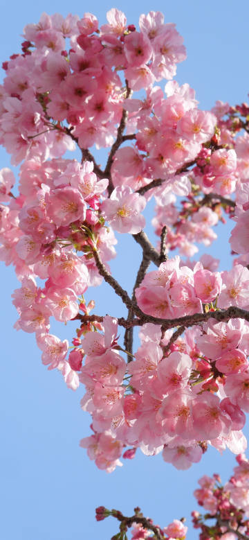Pink cherry blossoms under blue sky