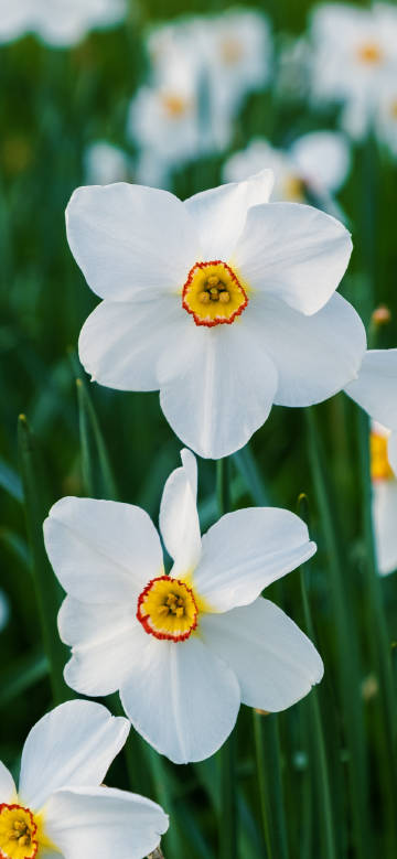 Fresh beauty of white petals