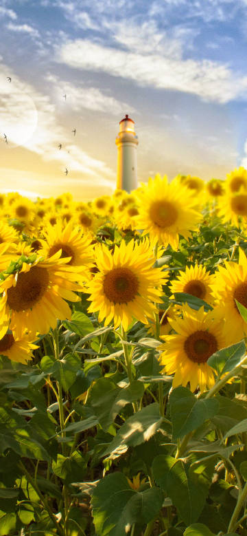 Beauty of Sunflowers and Lighthouse in the Sun