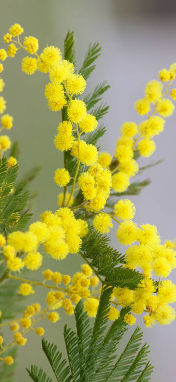 Gorgeous yellow bloom of golden wattle