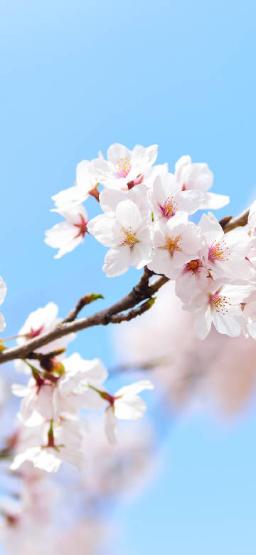 Pure cherry blossoms in spring clear sky
