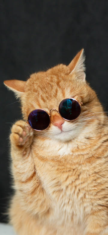 Orange cat dressing up with sunglasses