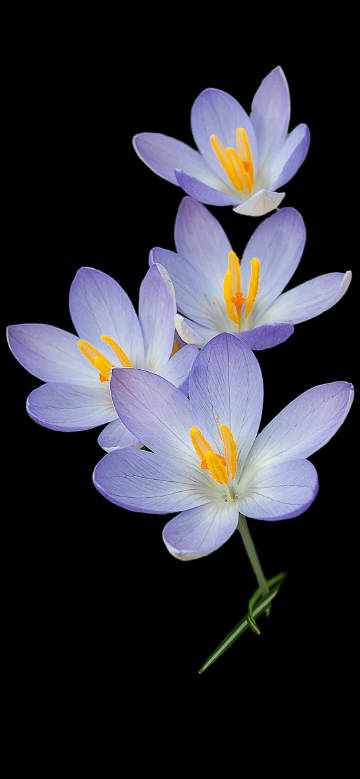 Beautiful Purple Crocus on Black Background