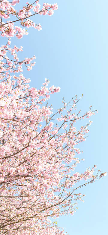 Pink cherry blossoms and blue sky meet in spring