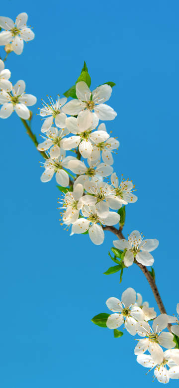 White blossoms under clear sky