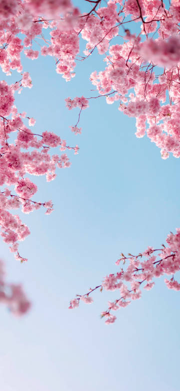 Pink cherry blossoms against blue sky