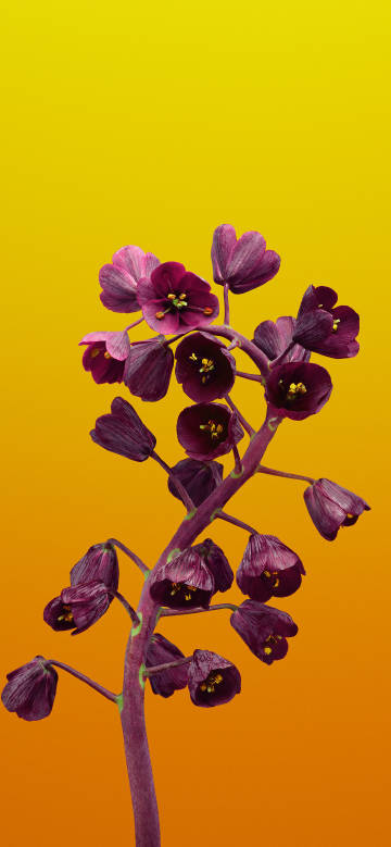 Bright purple flowers on a bright background
