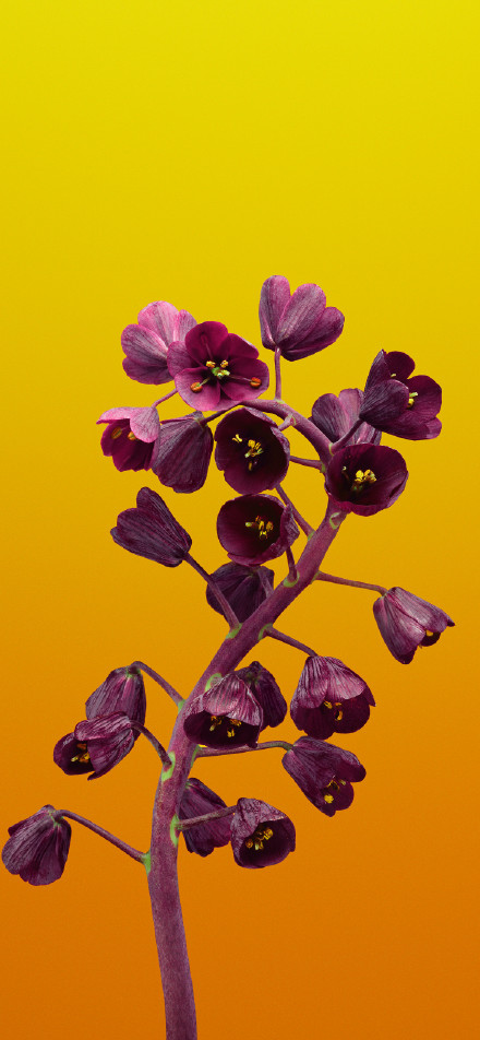 Bright purple flowers on a bright background
