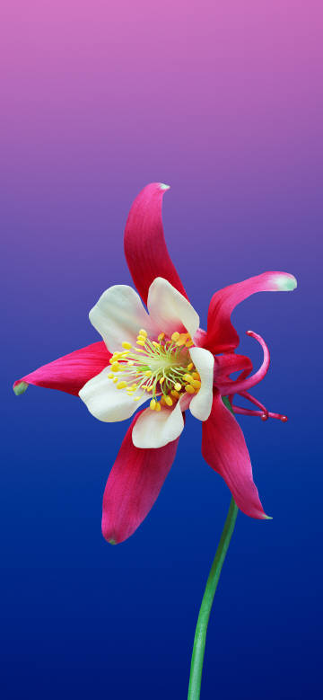 Gorgeous flower against blue-purple background
