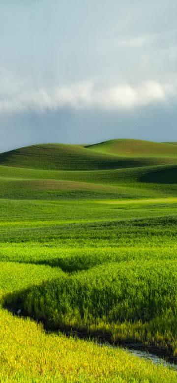 Vast green grassland scenery
