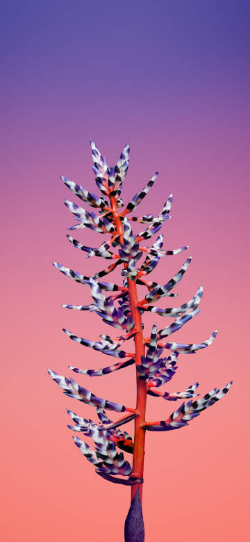 Exotic flower in pink-purple gradient