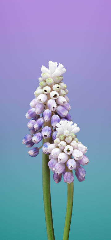 Beauty of lily of the valley on a soft background