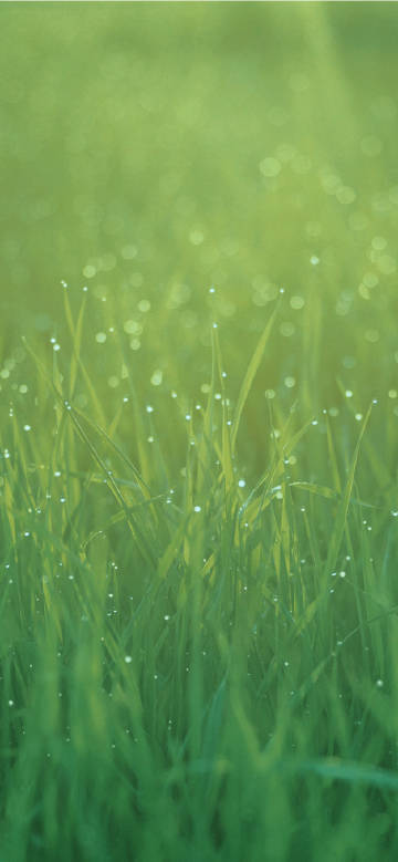 Morning dew on green grass