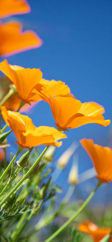 Orange flowers under fresh blue sky