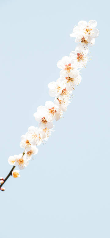 White Flowers under Blue Sky
