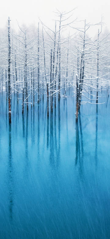 Blue lake with snowy trees