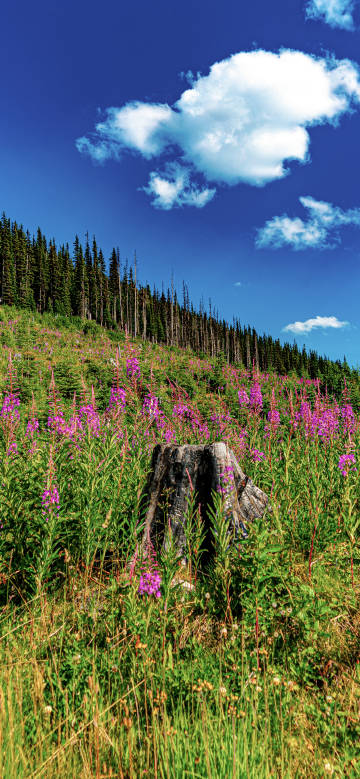 Flowers and trees under the blue sky