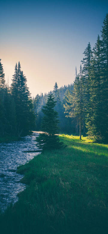 Morning scene of stream in forest