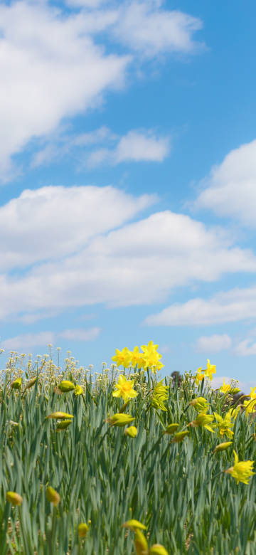 Daffodils blooming in spring