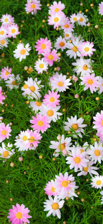 Pink and white daisy bush
