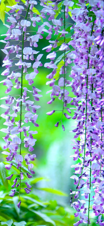 Hanging Wisteria Flowers