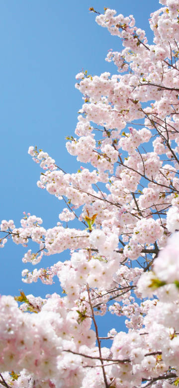 Cherry Blossoms in Full Bloom in Spring