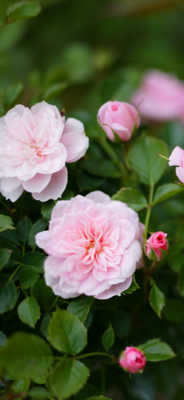 Delicate pink rose flowers