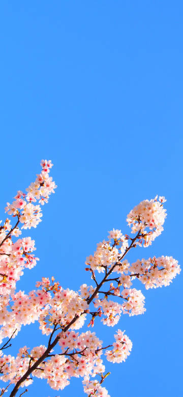 Beautiful view of cherry blossoms in spring