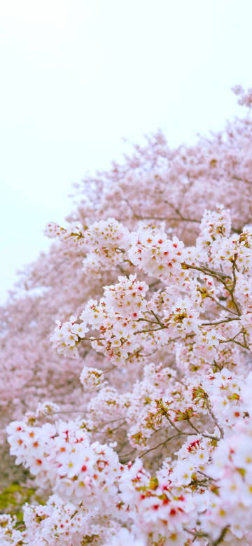 Graceful cherry blossom scene